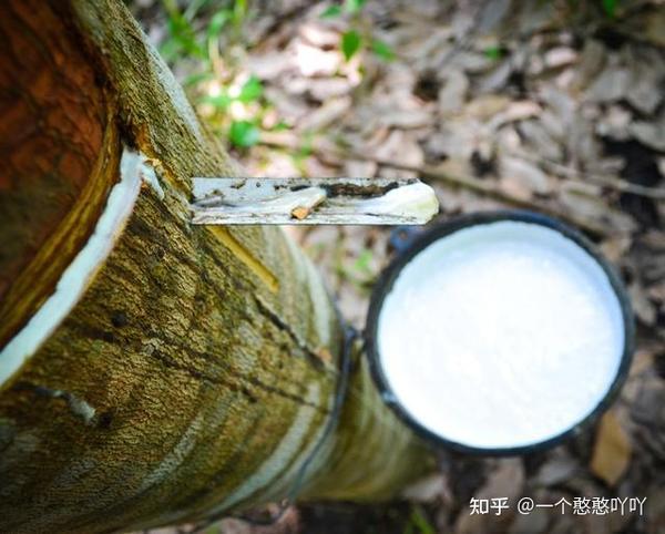 泰国橡胶产业最新动态，现状、挑战与机遇一网打尽
